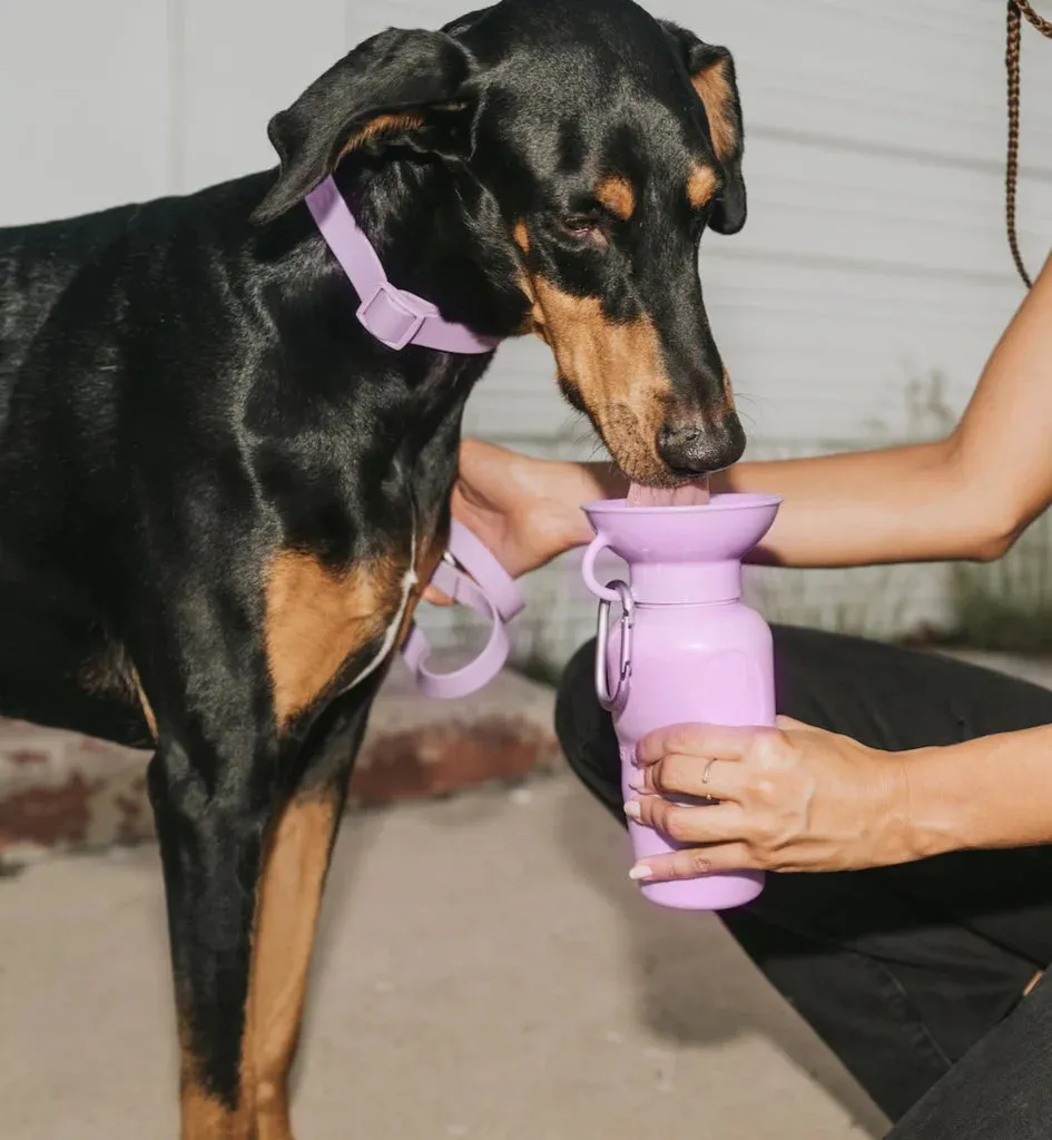 Classic Dog Travel Bottle 22oz - Lilac