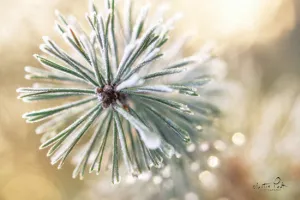 MPP530 - Winter Details - 18x12