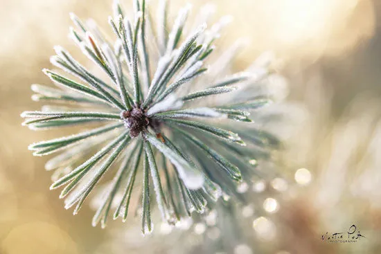 MPP530 - Winter Details - 18x12